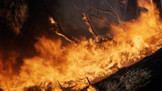 Площадь двух крупных природных пожаров в Воронежской области выросла до 170 га