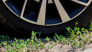 В Воронеже на паркующихся на газонах водителей составили 544 протокола