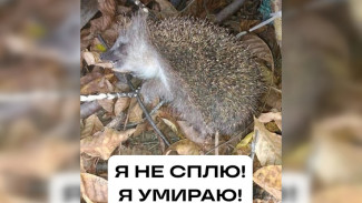 Воронежцам объяснили, как отличить спящего ежа от умирающего