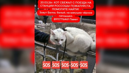Кот по кличке Белка сбежал из поезда в Россоши