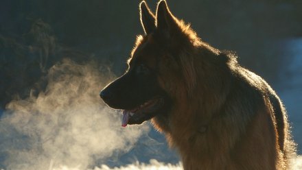 В Воронеже собака искусала полицейского