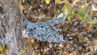 Редчайшие лишайники обнаружили на территории воронежского заповедника