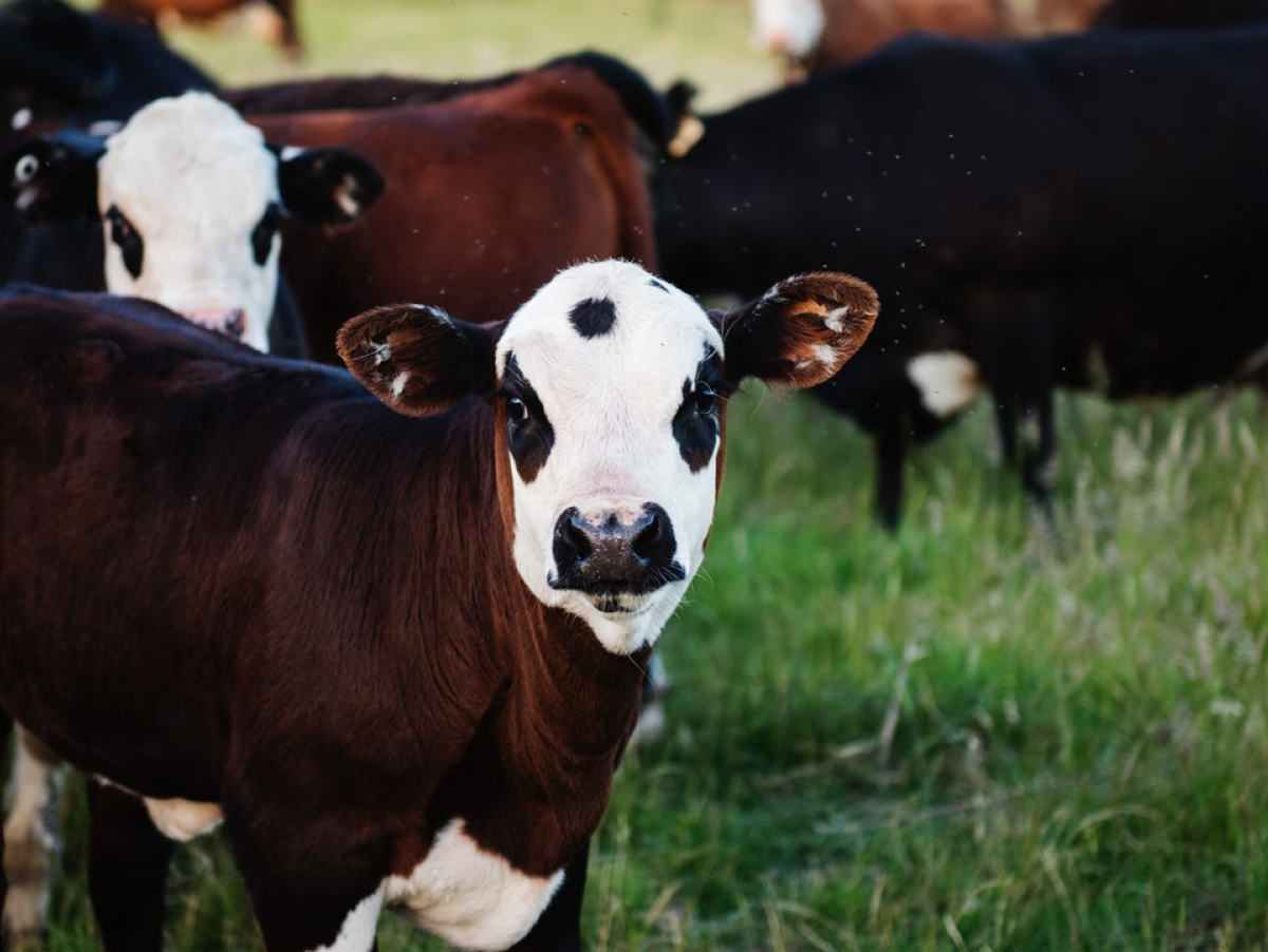 Фото коровы с коноплей тор браузер на мак ос hydraruzxpnew4af