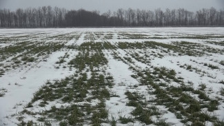 Качество озимых в Воронежской области оказалось под угрозой из-за погоды