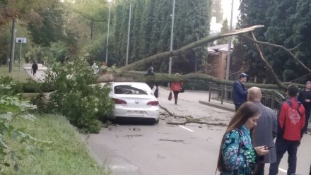 Упавшее на машину дерево стало причиной пробки на одной из Центральных улиц Воронежа