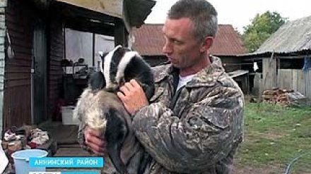Егерь из Аннинского района приютил барсука - теперь животное отказывается идти на волю