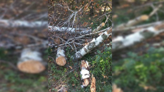 В воронежском лесопарке Оптимистов возобновили вырубку деревьев