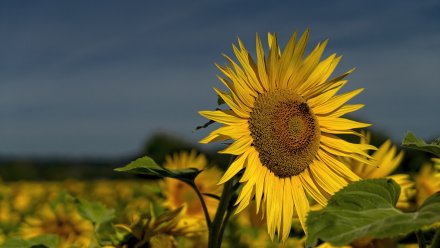 Воронежский маслозавод обязали выплатить 58 млн из-за долга за поставку семян