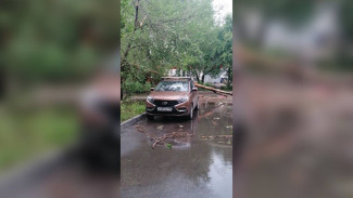 Спасатели приняли 15 заявок после урагана в Воронеже