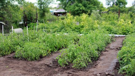Пропавшую в Воронеже старушку нашли обессиленной на соседском огороде