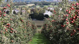  «Выбор» поучаствует в застройке яблоневых садов в Воронеже