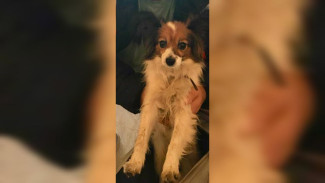 В Поворино спустя неделю нашли сбежавшую из поезда собаку Шуру