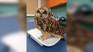 Воронежцы спасли от гибели найденную на ж/д путях болотную сову