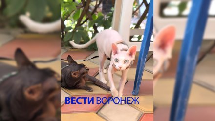 Воронежцев попросили помочь с поисками пропавшего на вокзале канадского сфинкса