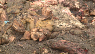 Следком проведёт проверку из-за свалки останков животных в воронежском селе