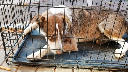 В Воронеже поймали укусившую парня и девушку на проспекте Революции собаку