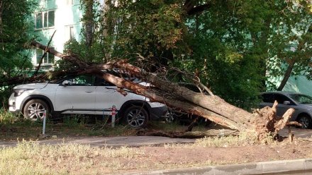 В Воронеже поваленное непогодой дерево упало на иномарку