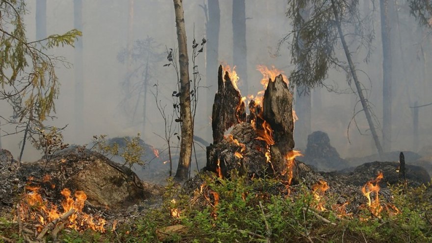В Воронежской области за год вдвое снизилось число лесных пожаров