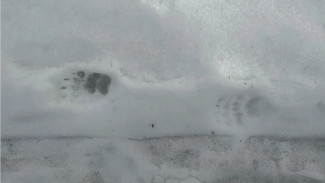 В воронежском заповеднике после спячки проснулись барсуки