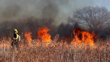Взрывной рост пожарной опасности зафиксировали в Воронежской области
