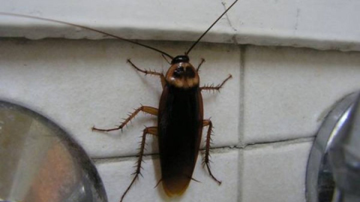 фото черных тараканов