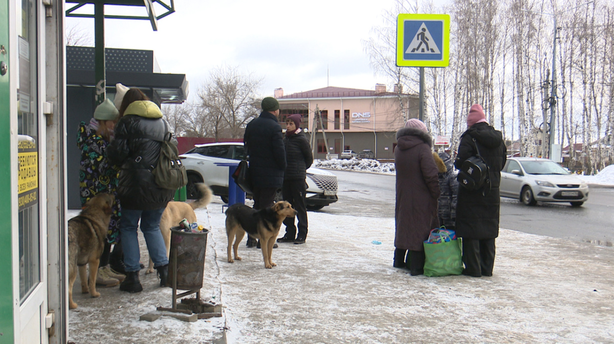 Зоозащитники испугались за жизнь псов из воронежского собачьего городка в  боровом | 06.02.2024 | Воронеж - БезФормата