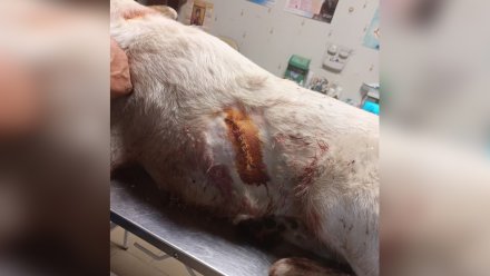 В МВД начали проверку после зверского нападения на собаку с ножом в воронежском райцентре