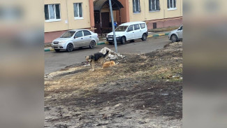 Собаки оккупировали двор в воронежском микрорайоне