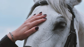 На воронежской молочной ферме лошадь едва не убила рабочего