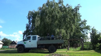 В лесничествах Воронежской области начали заготавливать семена берёзы