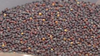 В Воронеже учёные ВГУИТ запатентовали технологию безотходной переработки масличных культур