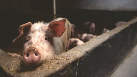 В Воронежской области уничтожат более 500 свиней из-за вспышки африканской чумы