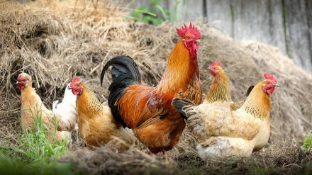В Воронежской области в четвёртый раз выбрали самое красивое село