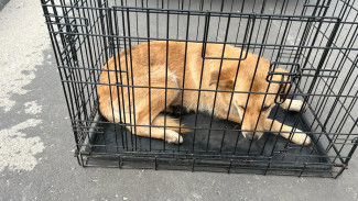 Пса-заводилу из воронежского ЖК отправили в собачью «тюрьму» после массовых жалоб