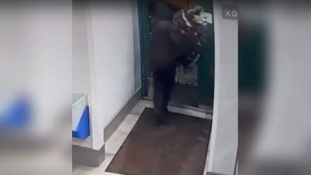 Забавное видео с похитителем ёлки из воронежской многоэтажки появилось в Сети