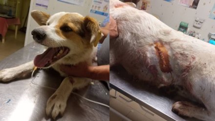 Полицейские возбудили дело из-за жестокого убийства пса в воронежских Лисках