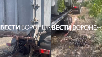 Воронежцы сняли на видео очередной незаконный сброс отходов