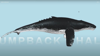 Воронежская студия получила «интернет-Оскар» за сайт о спасении китов