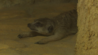 В Воронежском зоопарке поселилась самка суриката