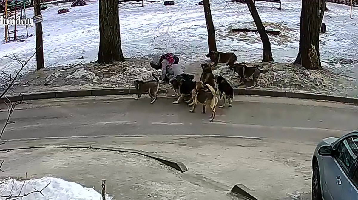 В Воронежа стая агрессивных дворняг набросилась на школьницу | 08.02.2021 |  Воронеж - БезФормата