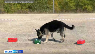 Воронежские псы победили на региональных соревнованиях собак-сапёров