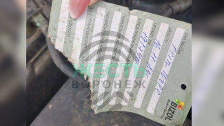 Воронежцы пожаловались на нашествие крыс на парковке в Шилове