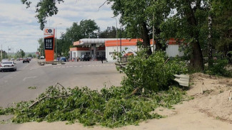 Ветка дерева упала на женщину на Лесном кладбище в Воронеже