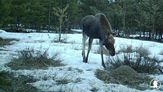 Фотоловушка запечатлела молодого лося в заповеднике Воронежской области