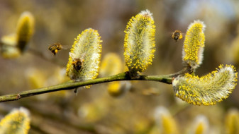 Аллергиков предупредили о начале сезона цветения ольхи и лещины в Воронеже