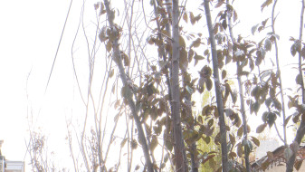 Сливы высадили на улице Пушкинской в Воронеже