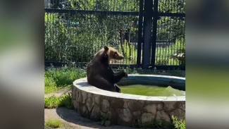 Медведей в воронежском зоопарке спасли от жары бассейном и замороженной рыбой