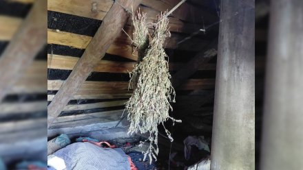 Полицейские нашли веники из конопли в воронежском селе