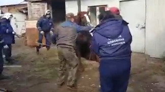В Воронеже рассказали о спасении упавшего в яму 400-килограммового коня