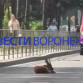 В Воронеже рядом с Северным лесом нашли оленёнка с перебитой ногой